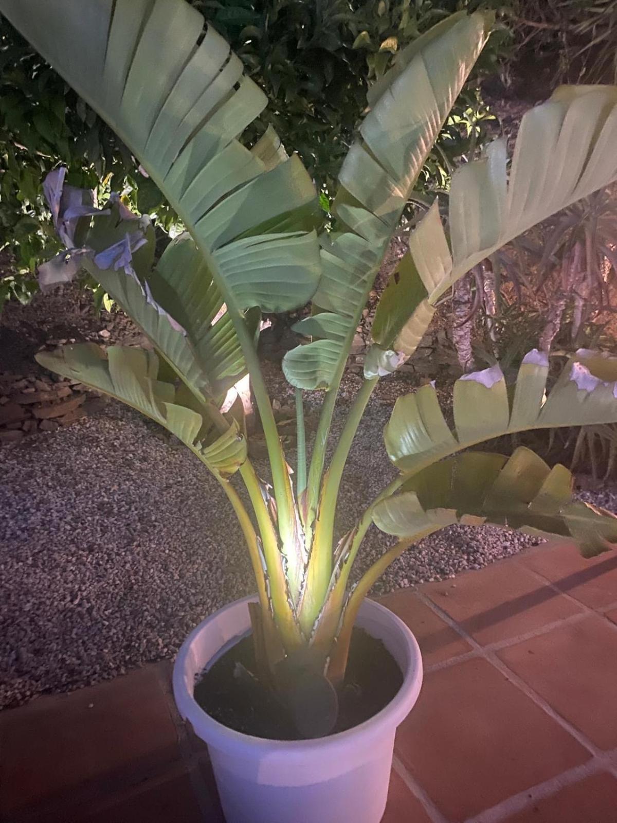 Angelita Ferienhaus Torrox